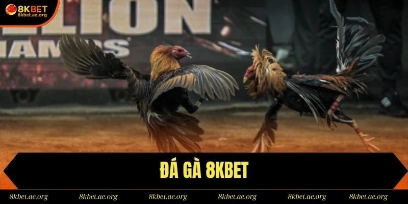 Đá Gà 8kbet